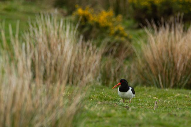 Eurasian Oystercatcher (Haematopus ostralegus). County Durham, United Kingdom. May 2020