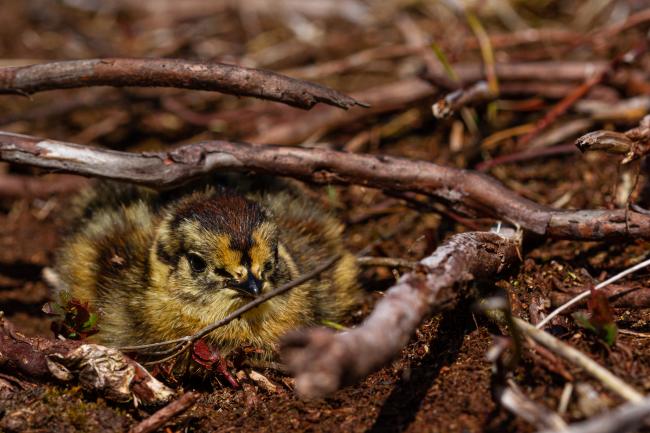 Red Grouse (Lagopus lagopus scotica). County Durham, United Kingdom. May 2020
