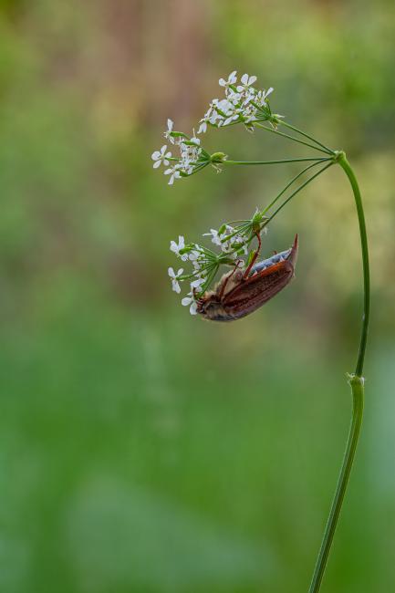 Common Cockchafer (Melolontha melolontha). County Durham, United Kingdom. May 2020