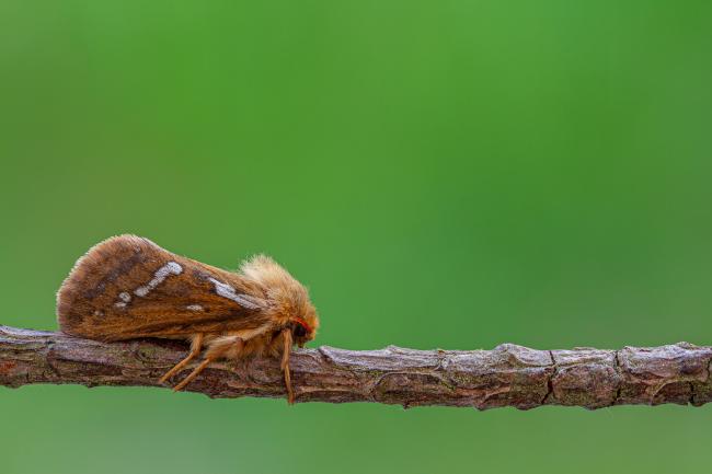 Common Swift (Korscheltellus lupulina). County Durham, United Kingdom. May 2020