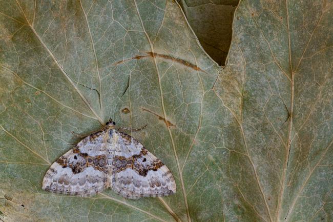 Silver-ground Carpet (Xanthorhoe montanata). County Durham, United Kingdom. May 2020