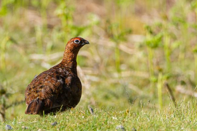 Red Grouse (Lagopus lagopus scotica). County Durham, United Kingdom. May 2020