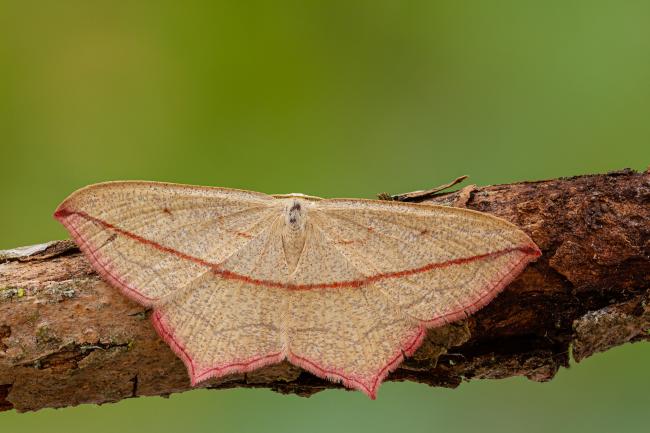 Blood-vein (Timandra comae). County Durham, United Kingdom. May 2020