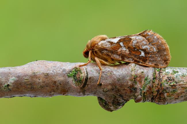 Map-winged Swift (Korscheltellus fusconebulosa). County Durham, United Kingdom. June 2020