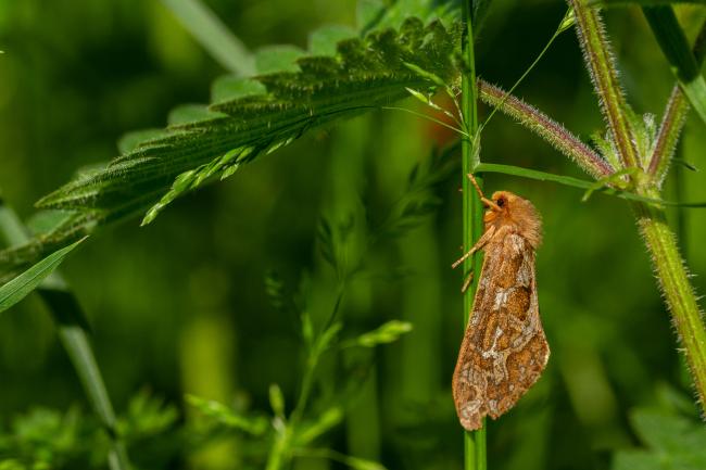 Map-winged Swift (Korscheltellus fusconebulosa). County Durham, United Kingdom. June 2020