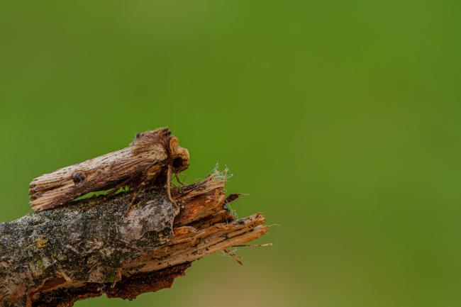 Flame (Axylia putris). County Durham, United Kingdom. June 2020
