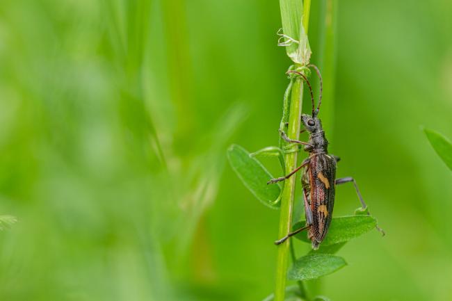 Two-banded Longhorn (Rhagium bifasciatum). County Durham, United Kingdom. June 2020