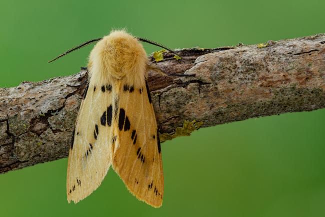 Buff Ermine (Spilosoma lutea). County Durham, United Kingdom. June 2020