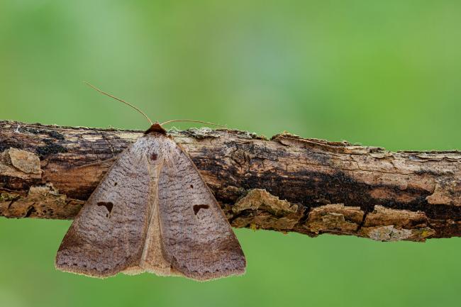 Blackneck (Lygephila pastinum). County Durham, United Kingdom. June 2020