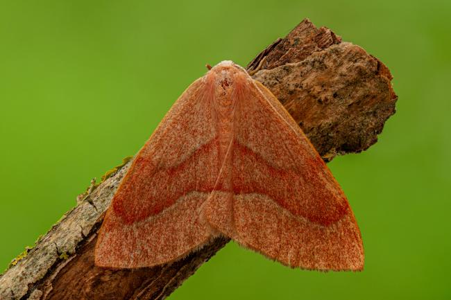 Barred Red (Hylaea fasciaria). County Durham, United Kingdom. June 2020