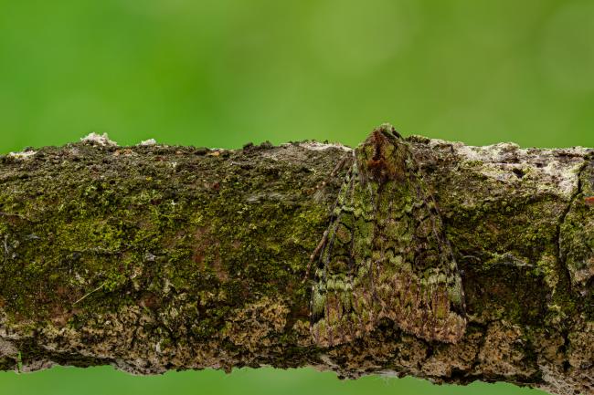 Green Arches (Anaplectoides prasina). County Durham, United Kingdom. July 2020