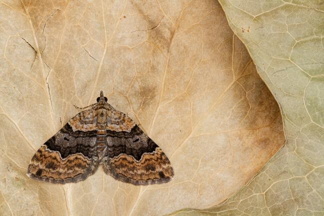 Large Twin-spot Carpet (Xanthorhoe quadrifasiata). County Durham, United Kingdom. July 2020