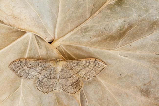 Riband Wave (Idaea aversata). County Durham, United Kingdom. July 2020