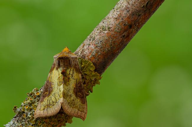 Burnished Brass (Diachrysia chrysitis). County Durham, United Kingdom. July 2020