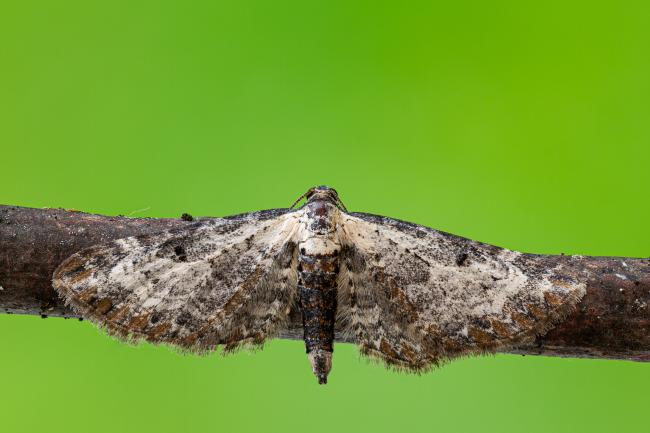 Bordered Pug (Eupithecia succenturiata). County Durham, United Kingdom. July 2020