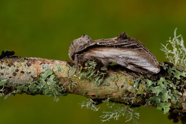 Swallow Prominent (Pheosia tremula). Inverness, United Kingdom. July 2020