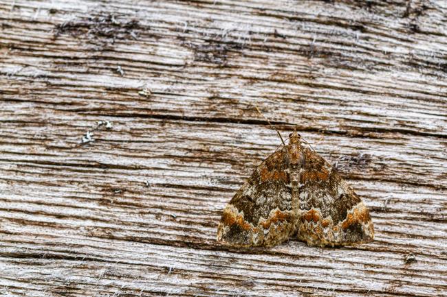 Common Marbled Carpet (Dysstroma truncata). Inverness, United Kingdom. July 2020