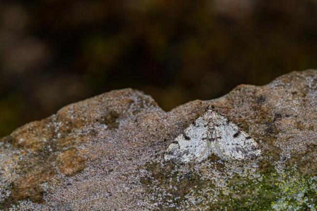 Dotted Carpet (Alcis jubata). Inverness, United Kingdom. July 2020