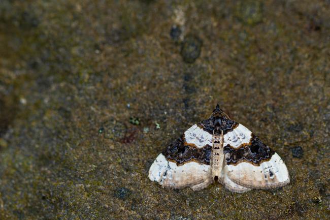 Purple Bar (Cosmorhoe ocellata). Inverness, United Kingdom. July 2020