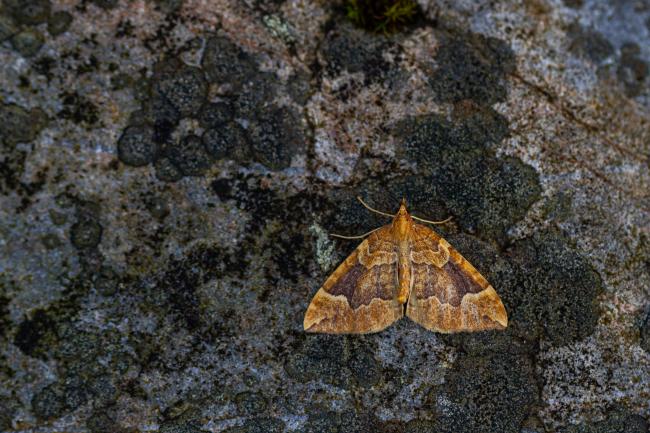 Northern Spinach (Eulithis populata). Inverness, United Kingdom. July 2020