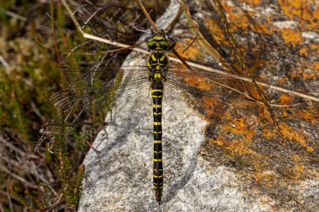 Golden-ringed Dragonfly (Cordulegaster boltonii). Inverness, United Kingdom. July 2020
