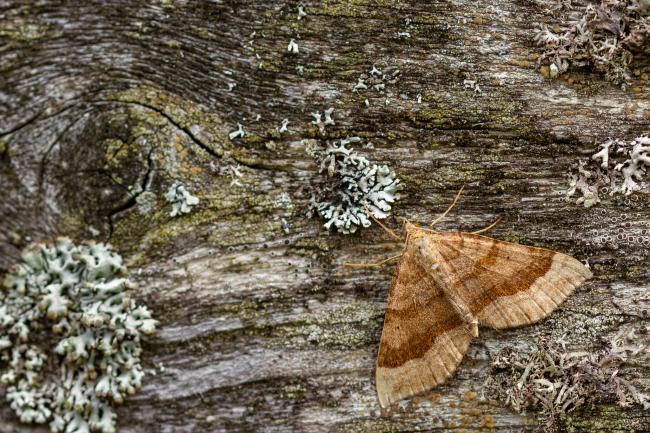 Shaded Broad-bar (Scotopteryx chenopodiata). Perth and Kinross, United Kingdom. August 2020
