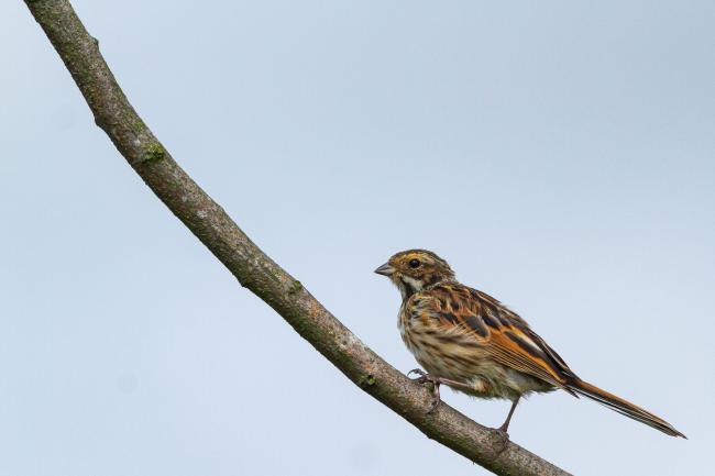 Common Reed Bunting (Emberiza schoeniclus). County Durham, United Kingdom. August 2020