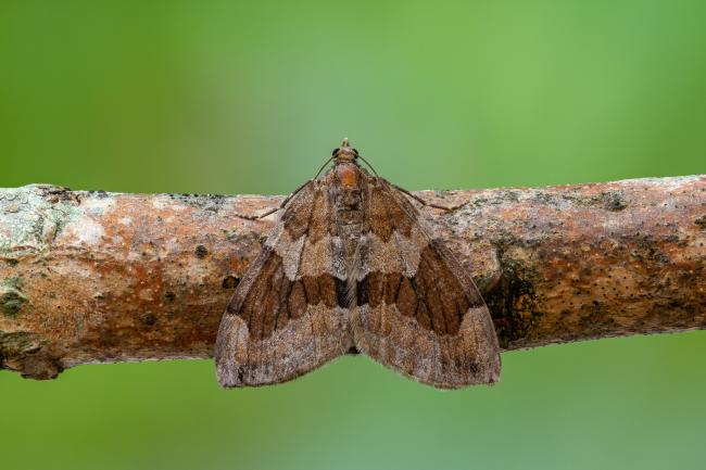 Grey Pine Carpet (Thera obeliscata). County Durham, United Kingdom. September 2020