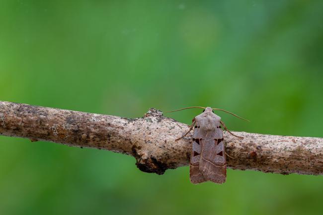 Autumnal Rustic (Eugnorisma glareosa). County Durham, United Kingdom. September 2020