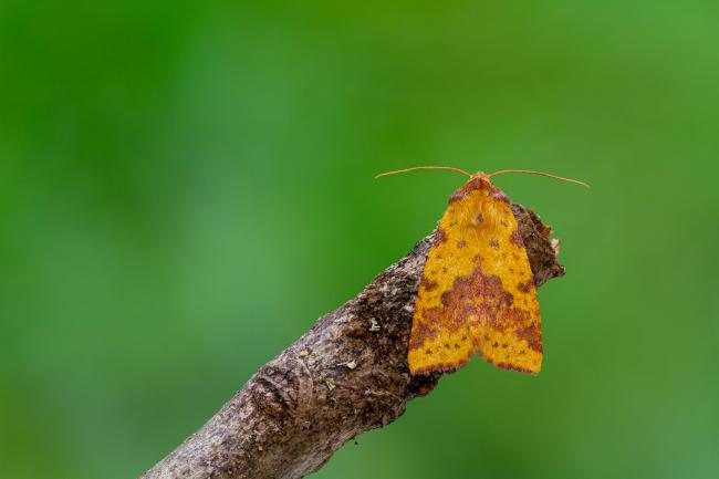 Pink-barred Sallow (Xanthia togata). County Durham, United Kingdom. September 2020