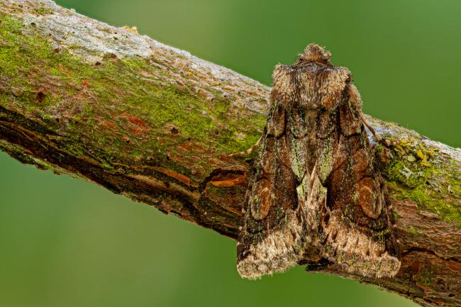 Green-brindled Crescent (Allophyes oxyacanthae). County Durham, United Kingdom. October 2020