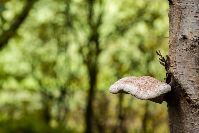 Birch Polyphore (Fomitopsis betulina). County Durham, United Kingdom. October 2020