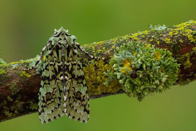 Merveille de Jour (Griposia aprilina). County Durham, United Kingdom. October 2020
