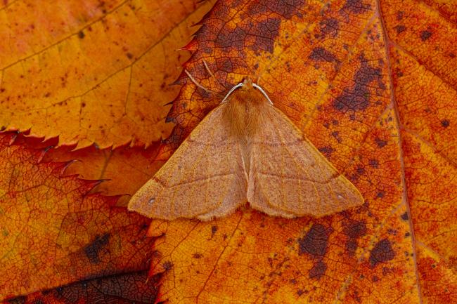 Feathered Thorn (Colotois pennaria). County Durham, United Kingdom. October 2020