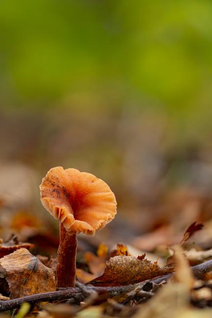 Deceiver (Laccaria laccata). County Durham, United Kingdom. October 2020