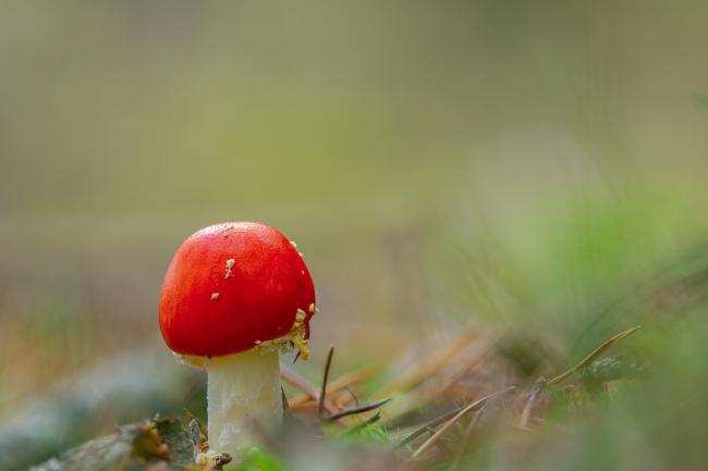 Fly Agaric (Amanita muscaria). County Durham, United Kingdom. October 2020