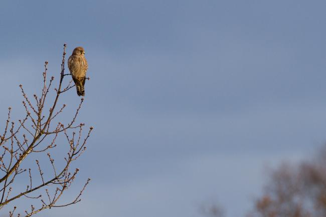 Common Kestrel (Falco tinnunculus). County Durham, United Kingdom. December 2020