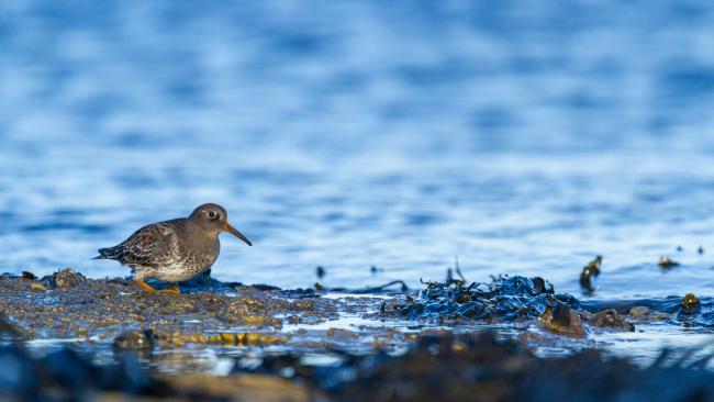 Purple Sandpiper (Calidris maritima). County Durham, United Kingdom. December 2020