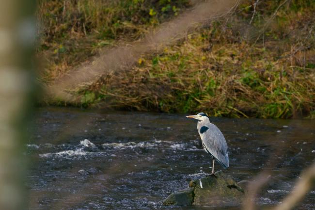 Grey Heron (Ardea cinerea). County Durham, United Kingdom. December 2020