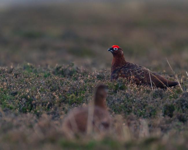 Red Grouse (Lagopus lagopus scotica). County Durham, United Kingdom. December 2020