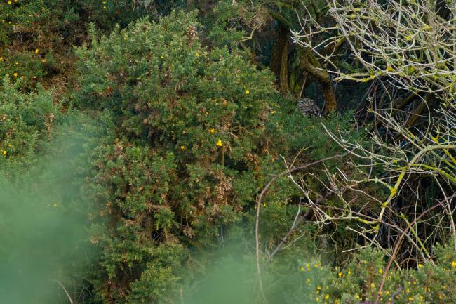 Little Owl (Athene noctua). County Durham, United Kingdom. December 2020