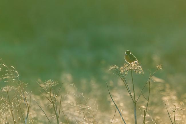 European Stonechat (Saxicola rubicola). County Durham, United Kingdom. December 2020