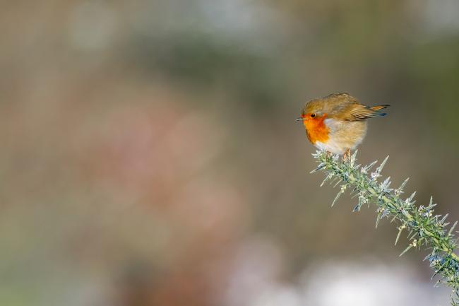 European Robin (Erithacus rubecula). County Durham, United Kingdom. January 2021