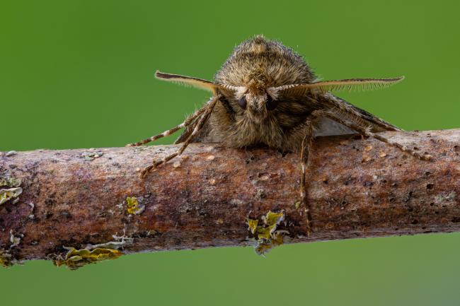 Pale Brindled Beauty (Phigalia pilosaria). County Durham, United Kingdom. February 2021