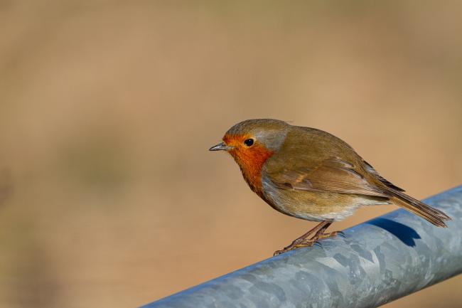 European Robin (Erithacus rubecula). County Durham, United Kingdom. February 2021