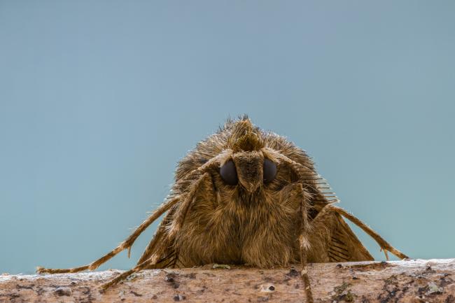 Pale Brindled Beauty (Phigalia pilosaria). County Durham, United Kingdom. March 2021