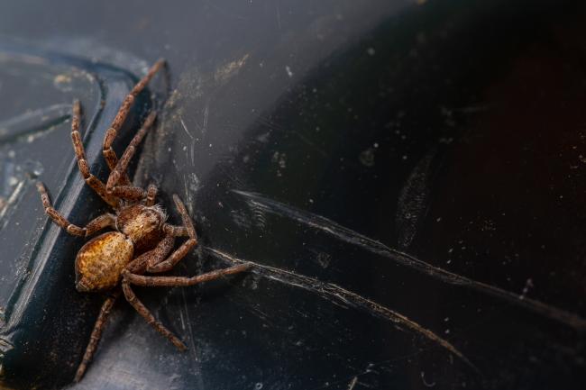 Crab Spider (Xysticus sp.). County Durham, United Kingdom. March 2021