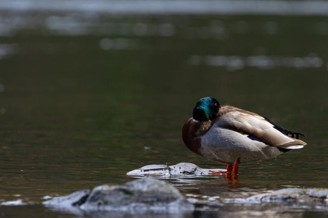 Mallard (Anas platyrhynchos). County Durham, United Kingdom. March 2021