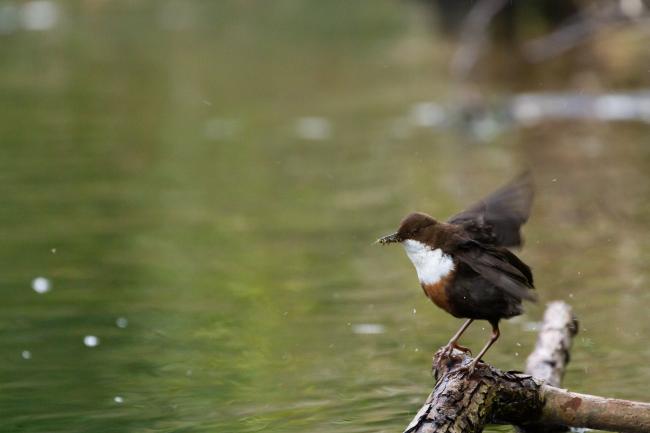 White-throated Dipper (Cinclus cinclus). County Durham, United Kingdom. April 2021
