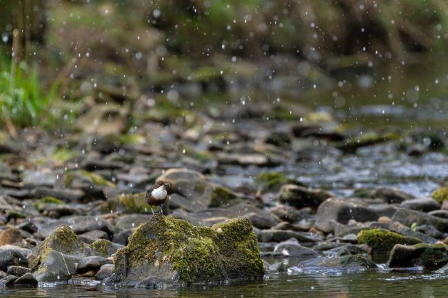 White-throated Dipper (Cinclus cinclus). County Durham, United Kingdom. April 2021